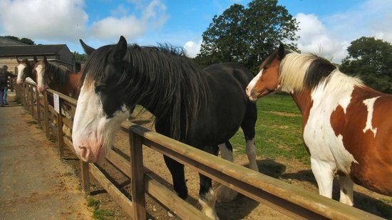 Home of Rest of Old Horses