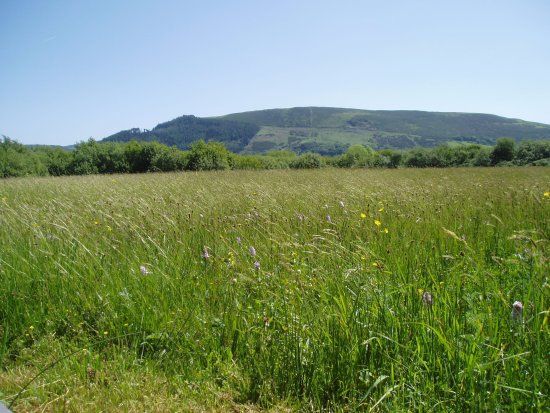 Close Sartfield Nature Reserve
